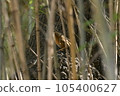 野鳥 105400627