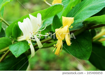 Honeysuckle (sucking kudzu) with white and yellow flowers on the same plant Honeysuckle (sucking kudzu) with white and yellow flowers on the same plant 105400850