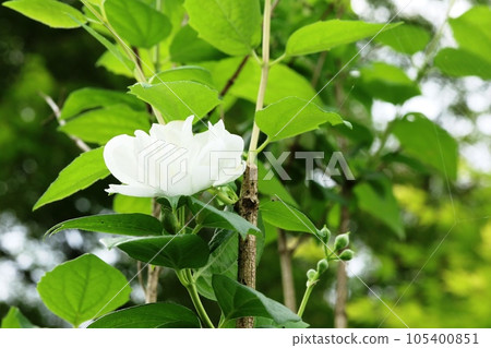 一株梅花天空樹已開始秘密綻放 一株梅花天空樹已開始秘密綻放 105400851