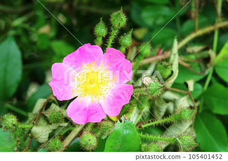 Pink Tsukushiibara (Tsukushiibara) that has started to bloom again this year Pink Tsukushiibara (Tsukushiibara) that has started to bloom again this year 105401452