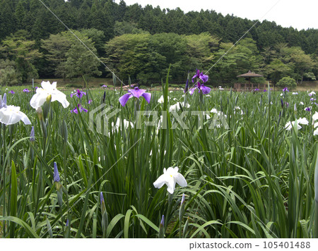 大分縣別府市神樂目湖的花菖蒲 105401488