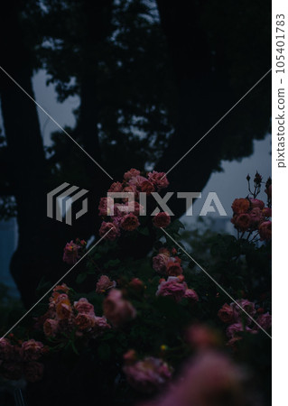 Nakanoshima Rose Garden on a rainy day in Osaka 105401783