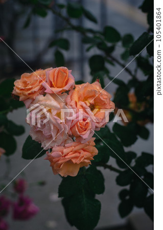 大阪雨天的中之島玫瑰園 105401864