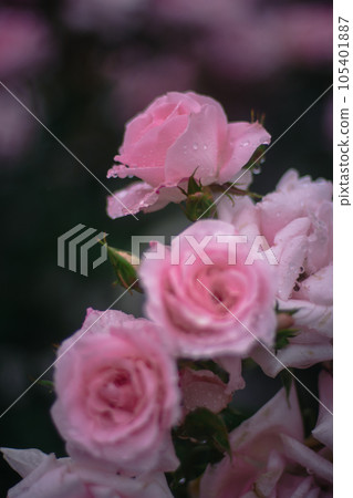 大阪雨天的中之島玫瑰園 大阪雨天的中之島玫瑰園 105401887