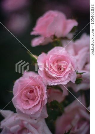 大阪雨天的中之島玫瑰園 105401888