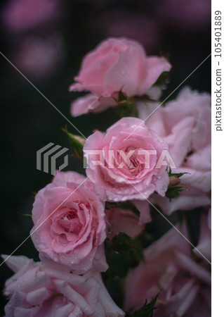 大阪雨天的中之島玫瑰園 大阪雨天的中之島玫瑰園 105401889
