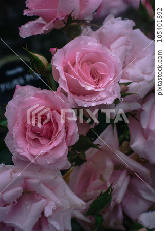 Nakanoshima Rose Garden on a rainy day in Osaka 105401892