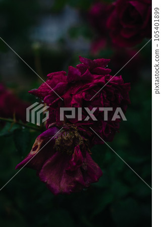 Nakanoshima Rose Garden on a rainy day in Osaka 105401899