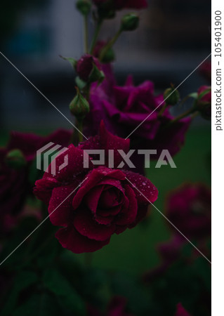Nakanoshima Rose Garden on a rainy day in Osaka 105401900