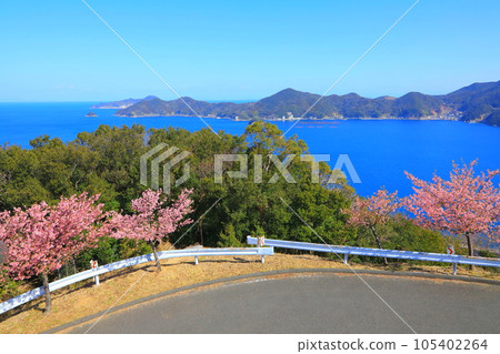 河津櫻花盛開的四浦半島(津久見市) 河津櫻花盛開的四浦半島(津久見市) 105402264