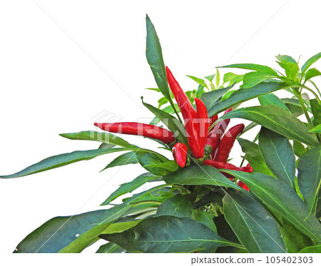 Picture of chili peppers full of capsaicin in kitchen garden Picture of chili peppers full of capsaicin in kitchen garden 105402303