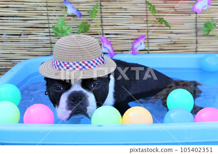 Boston terrier with a straw hat in the pool with a colored ball against the background of morning glory flowers ♡ Mighty-kun Boston terrier with a straw hat in the pool with a colored ball against the background of morning glory flowers ♡ Mighty-kun 105402351