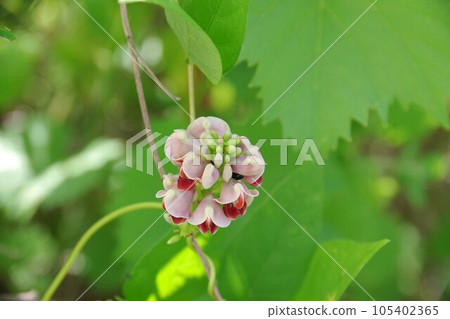 Mountain grape flowers 105402365