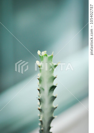 Euphorbia antiquorum L or EUPHORBIACEAE, Malayan spurge tree or Euphorbia antiquorum Euphorbia antiquorum L or EUPHORBIACEAE, Malayan spurge tree or Euphorbia antiquorum 105402787