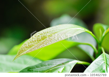 Persea americana Mill or Avocado, Lauraceae or Persea gratissima or avocado plant Persea americana Mill or Avocado, Lauraceae or Persea gratissima or avocado plant 105402789