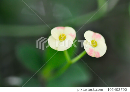 Euphorbia milii Des Moul , EUPHORBIACEAE or Christ Thorn or Euphorbia milii flower or Christ Thorn Euphorbia milii Des Moul , EUPHORBIACEAE or Christ Thorn or Euphorbia milii flower or Christ Thorn 105402790