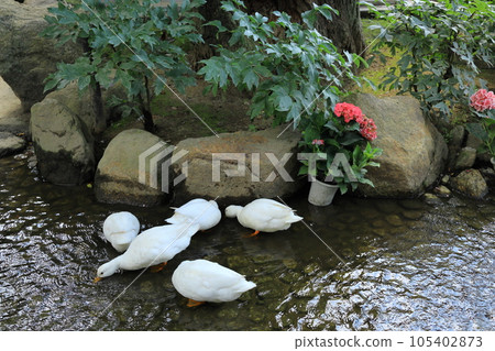 天引觀音 105402873