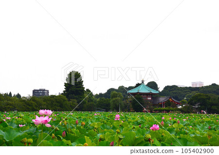 東京觀光、上野公園不忍池、蓮花、弁天堂 105402900