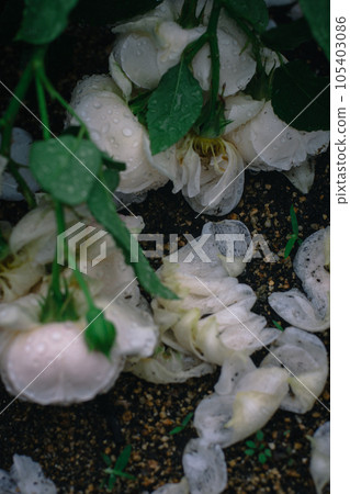 大阪雨天的中之島玫瑰園 105403086