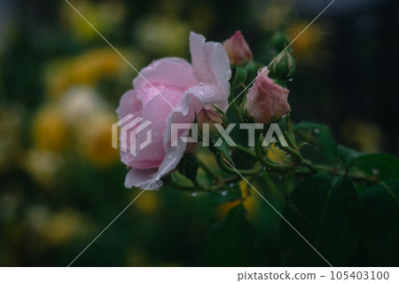Nakanoshima Rose Garden on a rainy day in Osaka Nakanoshima Rose Garden on a rainy day in Osaka 105403100