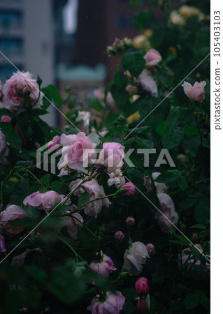 Nakanoshima Rose Garden on a rainy day in Osaka 105403103