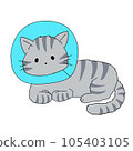 cat doing collar 105403105
