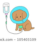 Dog receiving an intravenous drip 105403109