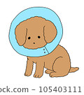 dog with collar 105403111