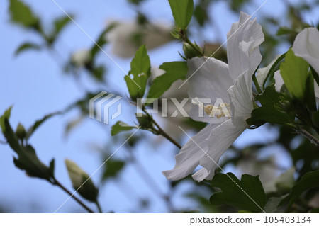 白瓣灌木叢花的特寫鏡頭，藍天模糊，綠葉枝條 105403134