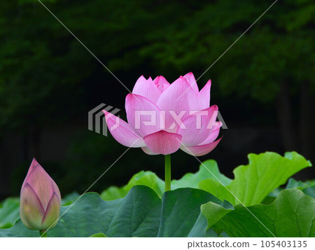 東京觀光 上野公園 不忍池 蓮花 105403135