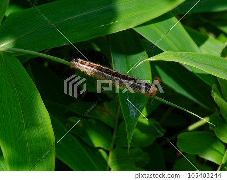 Last instar larva 105403244