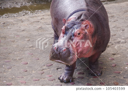 台灣的快樂河馬 台灣的快樂河馬 105403599