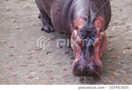 台灣的快樂河馬 105403605