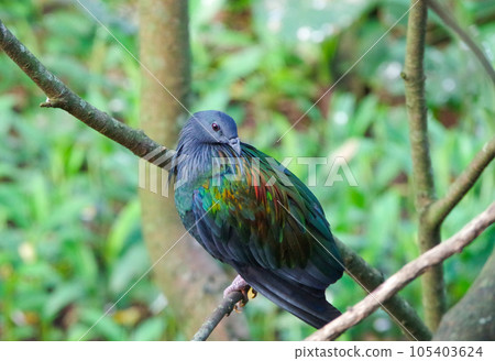minnow pigeon on a branch in the sky surrounded by nature and wildlife 105403624