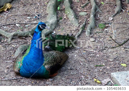 Beauty exotic bird with colorful feathers: Peacock Beauty exotic bird with colorful feathers: Peacock 105403633
