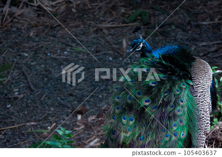 Beauty exotic bird with colorful feathers: Peacock 105403637