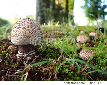 蛇菇木多基生態照片 105403715