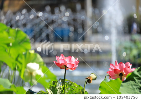 府中京殿森公園 景觀 池塘 蓮花 府中京殿森公園 景觀 池塘 蓮花 105403756