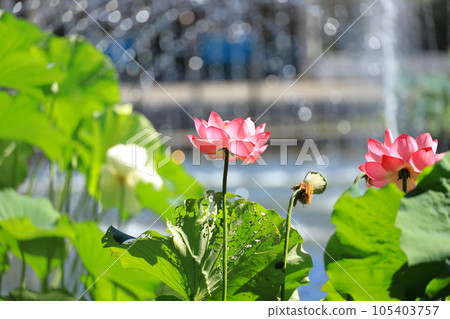 府中京殿森公園 景觀 池塘 蓮花 105403757