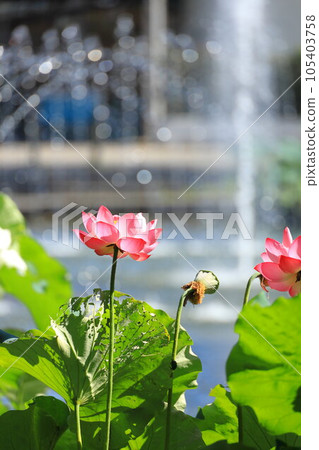 府中京殿森公園 景觀 池塘 蓮花 府中京殿森公園 景觀 池塘 蓮花 105403758