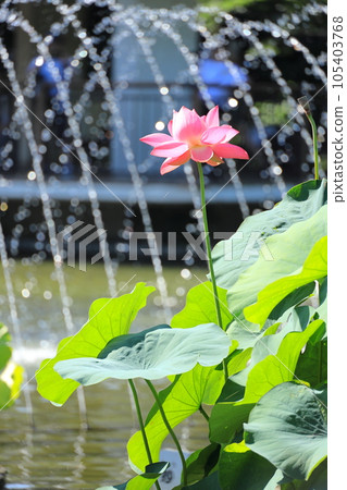 府中京殿森公園 景觀 池塘 蓮花 105403768