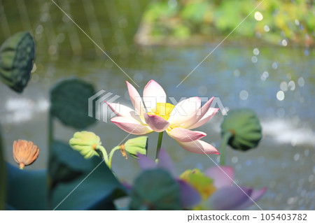 Fuchu Kyodonomori Park Landscape Pond Lotus Flower 105403782