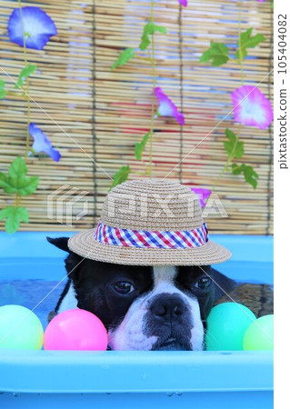 帶著草帽的波士頓梗犬在一個可愛的泳池裡，裡面有牽牛花和彩球♡Mighty-kun 105404082