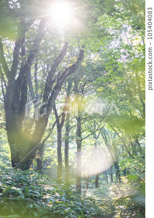 陽光穿過清新的綠色森林 105404083