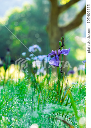 朝露與鳶尾花【千葉縣佐倉市佐倉城跡公園】 105404255
