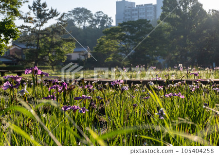 Iris【千葉縣佐倉市佐倉城跡公園】 Iris【千葉縣佐倉市佐倉城跡公園】 105404258