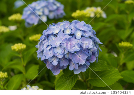 藍色繡球花 藍色繡球花 105404324