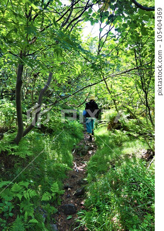 Tokachidake in Daisetsuzan National Park, Hokkaido's greatest mountain, hiking through the forest park at the foot of the mountain, and being soothed by the alpine plants. 105404369
