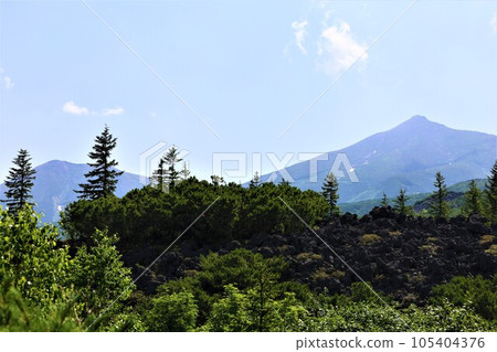 Tokachidake in Daisetsuzan National Park, Hokkaido's greatest mountain, hiking through the forest park at the foot of the mountain, and being soothed by the alpine plants. 105404376