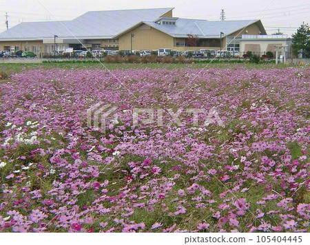 Ojima Town Signpost ``Ojima Onsen, Tone no Yu (2010.11)'' Surrounded by cosmos Heartwarming 105404445